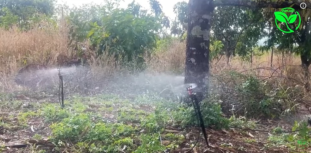 Béc tưới VP8 90 lít cho cây sầu riêng